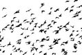 Bohemian waxwing in flight. Vector silhouette a flock of birds Royalty Free Stock Photo