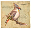 Bohemian Waxwing - An hand painted vector