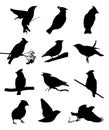 Bohemian waxwing isolated silhouettes set in