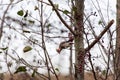 Bohemian waxwing perched atop a tree branch, delicately pecking away at the scarlet berries Royalty Free Stock Photo