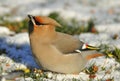 Bohemian Waxwing