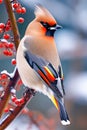 The Bohemian waxwing with a shaggy crest atop a head, songbird, that breeds in the northern forests