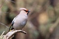 Bohemian waxwing