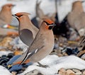 Bohemian Waxwing Royalty Free Stock Photo