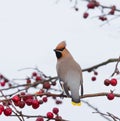 Bohemian Waxwing on tree with berries Royalty Free Stock Photo