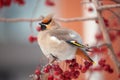 Bohemian waxwing winter passerine bird feeding on berries