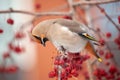 Bohemian waxwing winter passerine bird feeding on berries