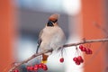 Bohemian waxwing winter passerine bird feeding on berries