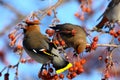 Bohemian Waxwings