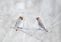 A pair of Bohemian Waxwings Bombycilla garrulus perched on a branch in a Canadian winter