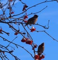 Bohemian Waxwings