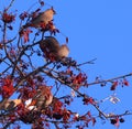 Bohemian Waxwings