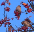 Bohemian Waxwings