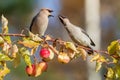 Bohemian waxwings quarrel over crab apple fruits