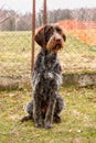 Bohemian wire, czech fousek, sitting on the garden and dog performs orders from her owner. Incredibly beautiful, clever breed.