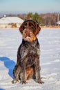 A Bohemian Wire-haired Pointing Griffon or korthals griffon sitting in the middle of meadow covered snow. She has paws and beard