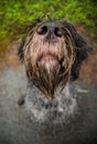 Bohemian wire-haired Pointing griffon Photographed from Above.