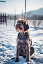 Bohemian Wire-haired Pointing Griffon sits on frozen ground waiting to throw a stick. Barbu tcheque sits alone. Best friend,