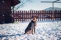 Rough-coated Bohemian Pointer sits on frozen ground waiting to throw a stick. Sad bitch Barbu tcheque sits alone. Best friend,