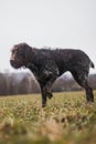 Bohemian wirehaired pointing griffon dog captured in his hunting instinct. Preparing for the final jump on the prey. The cycle of