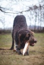 Bohemian wirehaired pointing griffon dog plays with wooden log and in the garden. Biting wood to sharpen teeth. The wildness of a