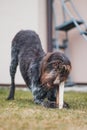 Bohemian wirehaired pointing griffon dog plays with wooden log and in the garden. Biting wood to sharpen teeth. The wildness of a