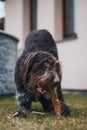 Bohemian wirehaired pointing griffon dog plays with wooden log and in the garden. Biting wood to sharpen teeth. The wildness of a