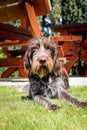 Bohemian wirehaired pointing griffon dog relaxes in the garden on a sunny day and warms his coat. Dog laziness