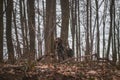 Bohemian wirehaired pointing griffon dog stands on high ground in the woods, examining and observing his surroundings and trying