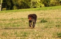 Bohemian Wirehaired Pointing Griffon is a healthy breed. Cesky fousek keeps fit. Exercise your legs and improve your physical