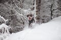 Bohemian wirehaired pointing griffon jumps through larger snowdrifts in the forest in winter and the expression means joy,