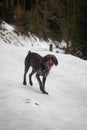 Bohemian wirehaired pointing griffon running on a path covered with snow during a walk in the woods. A hunting dog shows his Royalty Free Stock Photo