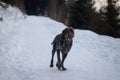 Bohemian wirehaired pointing griffon running on a path covered with snow during a walk in the woods. A hunting dog shows his Royalty Free Stock Photo