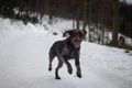 Bohemian wirehaired pointing griffon running on a path covered with snow during a walk in the woods. A hunting dog shows his Royalty Free Stock Photo