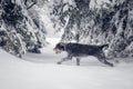 Bohemian wirehaired pointing griffon running on a path covered with snow during a walk in the woods. A hunting dog shows his