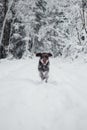 Bohemian wirehaired pointing griffon running on a path covered with snow during a walk in the woods. A hunting dog shows his Royalty Free Stock Photo