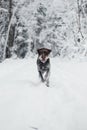 Bohemian wirehaired pointing griffon running on a path covered with snow during a walk in the woods. A hunting dog shows his Royalty Free Stock Photo