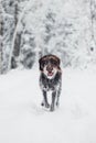 Bohemian wirehaired pointing griffon running on a path covered with snow during a walk in the woods. A hunting dog shows his Royalty Free Stock Photo