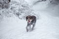 Bohemian wirehaired pointing griffon running on a path covered with snow during a walk in the woods. A hunting dog shows his Royalty Free Stock Photo