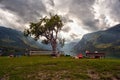 View of the famous tree in the Bohinj lake