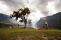 View of the famous tree in the Bohinj lake