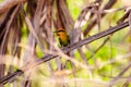 Bohm's Bee eater Royalty Free Stock Photo