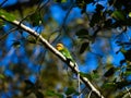Bohm's Bee Eater Royalty Free Stock Photo