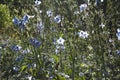 boho background nature delphinium flowers in the background light Royalty Free Stock Photo