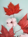 Boho composition of red maple leaves and cotton Royalty Free Stock Photo