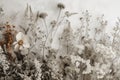 Rustic Boho Dried Wildflower Textured Neutral Minimal Background Social Media Posts.
