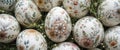 Boho Easter Chic Intricate Floral Patterns, Feathers and Greenery on White Easter Eggs Royalty Free Stock Photo