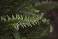 Boho Fern Macro