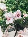 Boho girl holding beautiful pink magnolia flower on branch, close up. Magnolia blooming tree with tender flowers in botanical Royalty Free Stock Photo