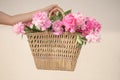 Boho girl holding pink peonies in straw basket. Stylish hipster woman in bohemian floral dress gathering peony flowers on white